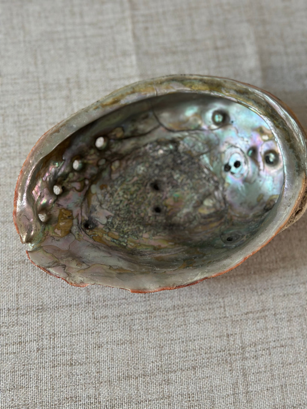 Abalone Shell