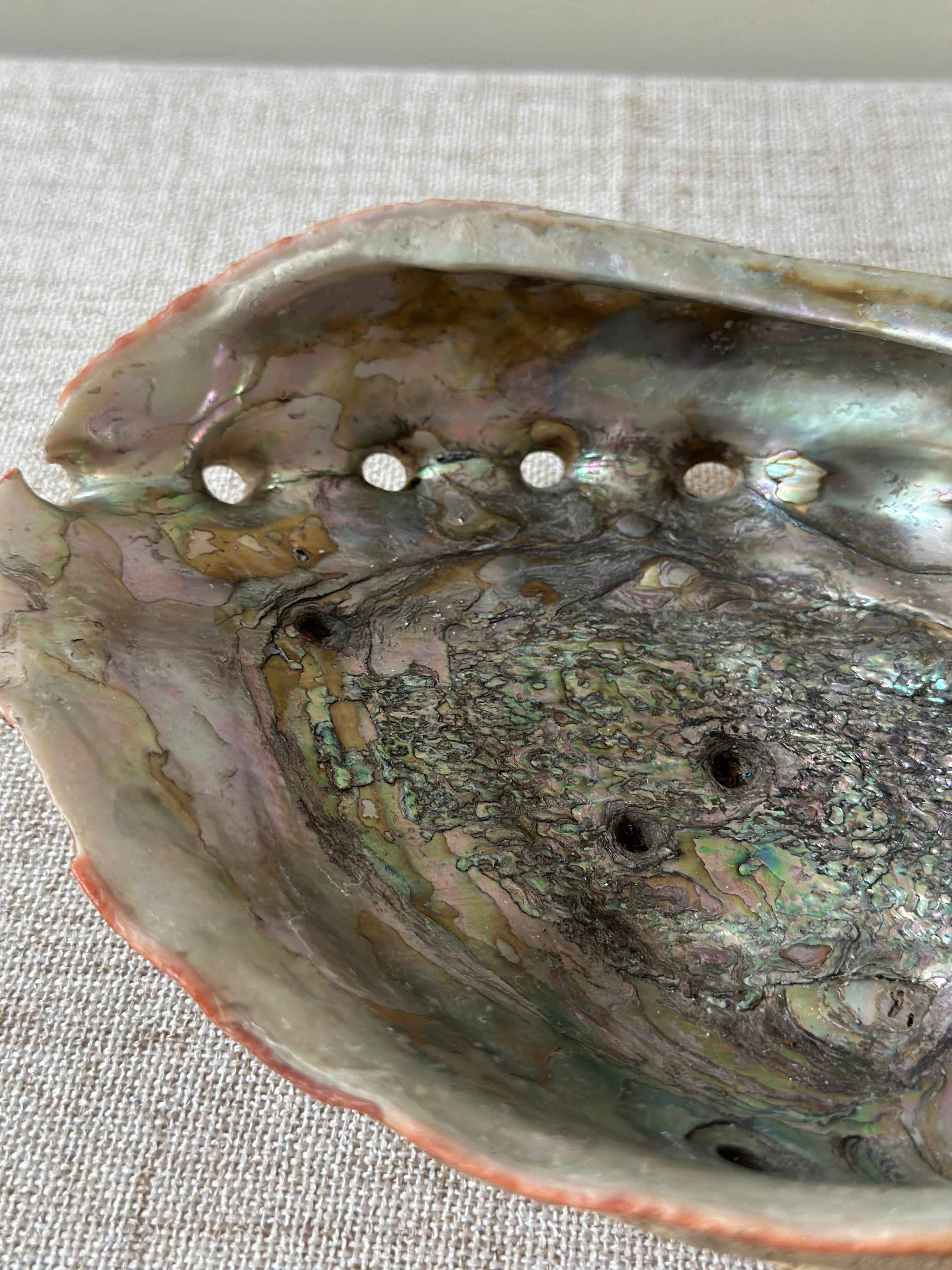 Abalone Shell