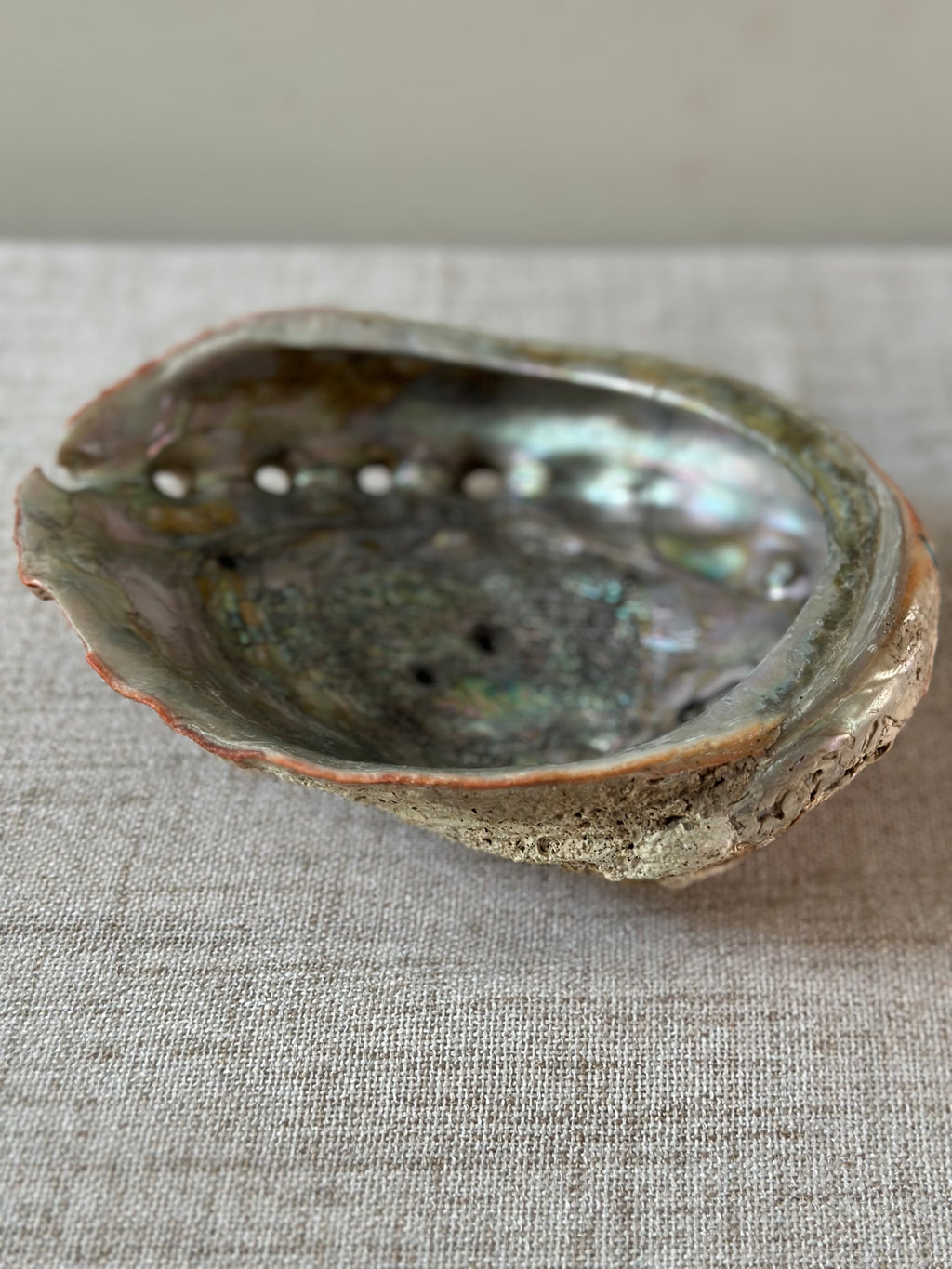 Abalone Shell