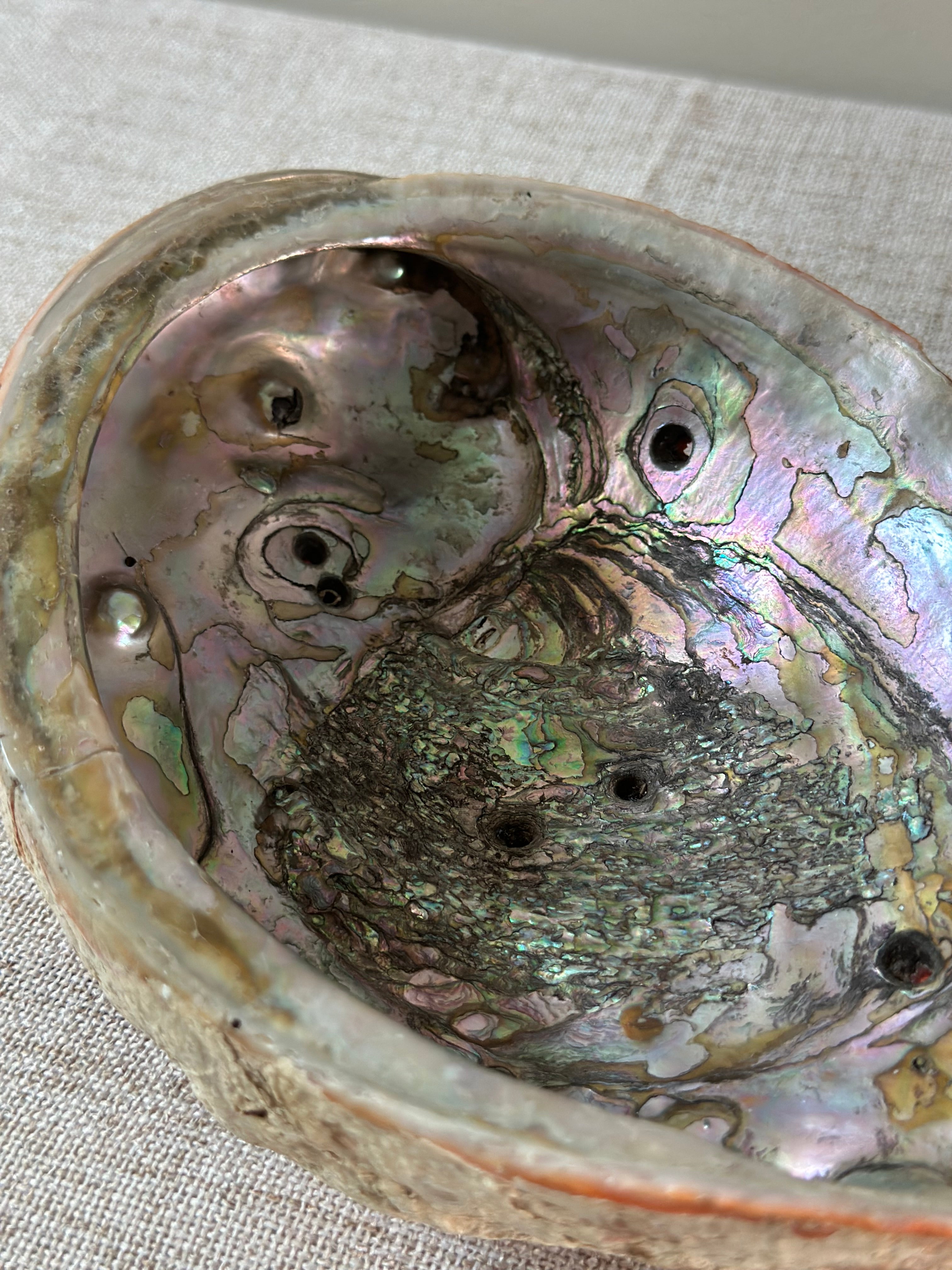 Abalone Shell