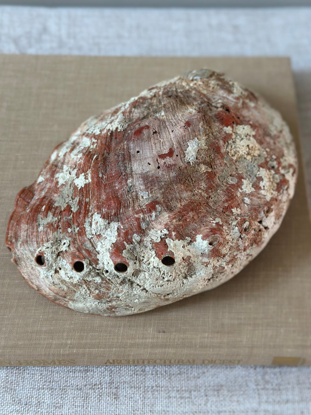 Abalone Shell