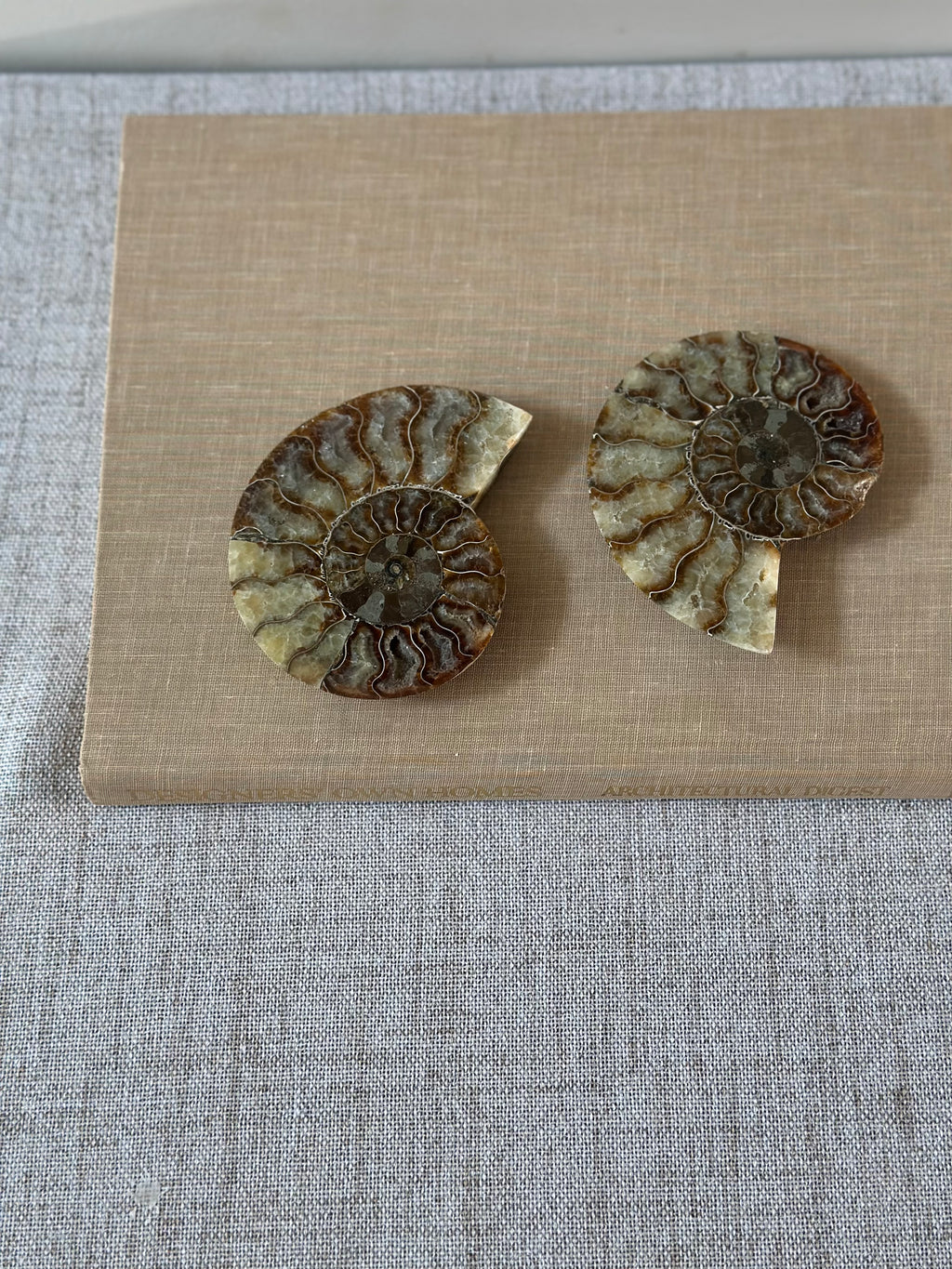 Set of Ammonite Fossils