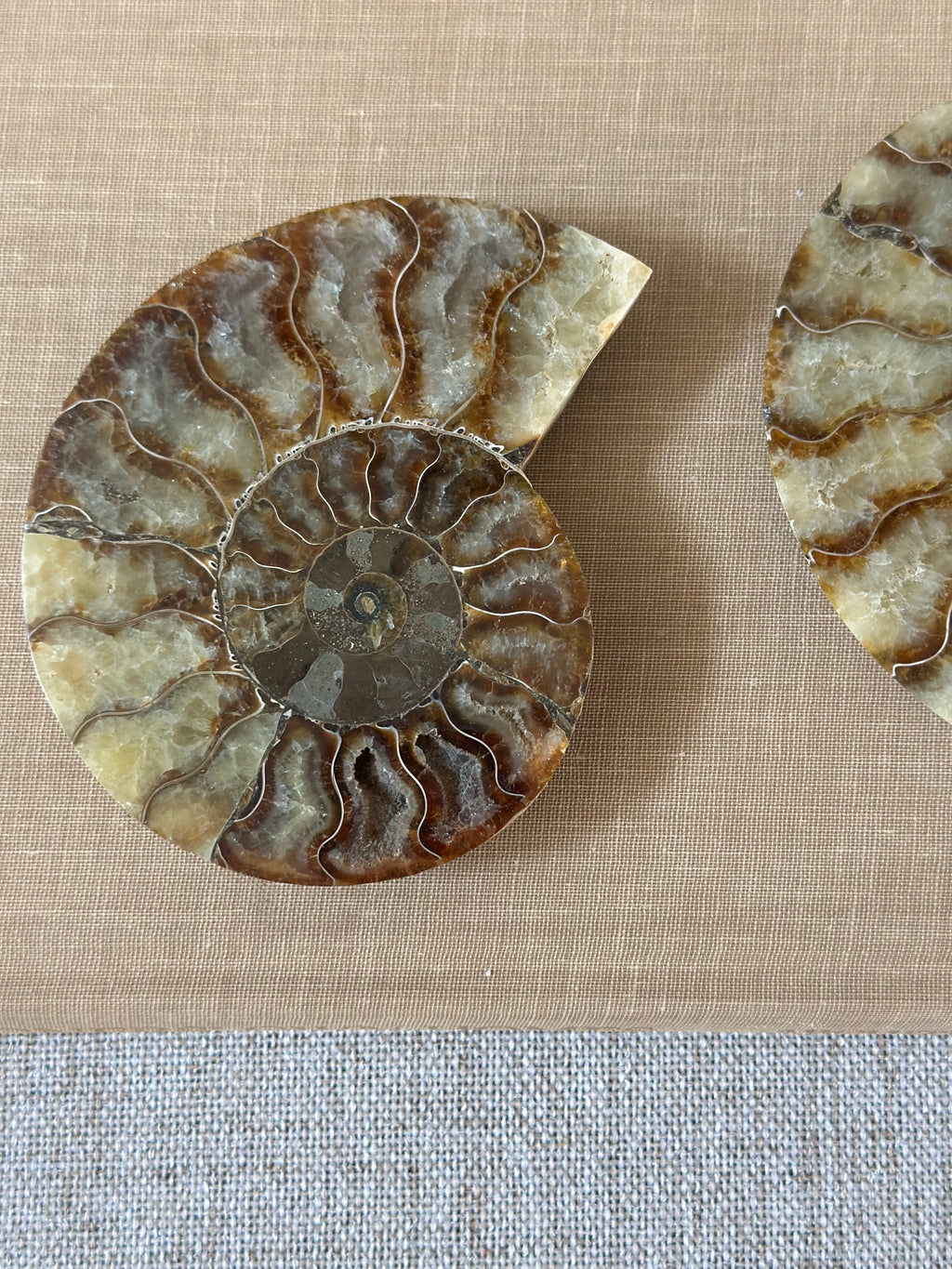 Set of Ammonite Fossils