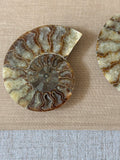 Set of Ammonite Fossils