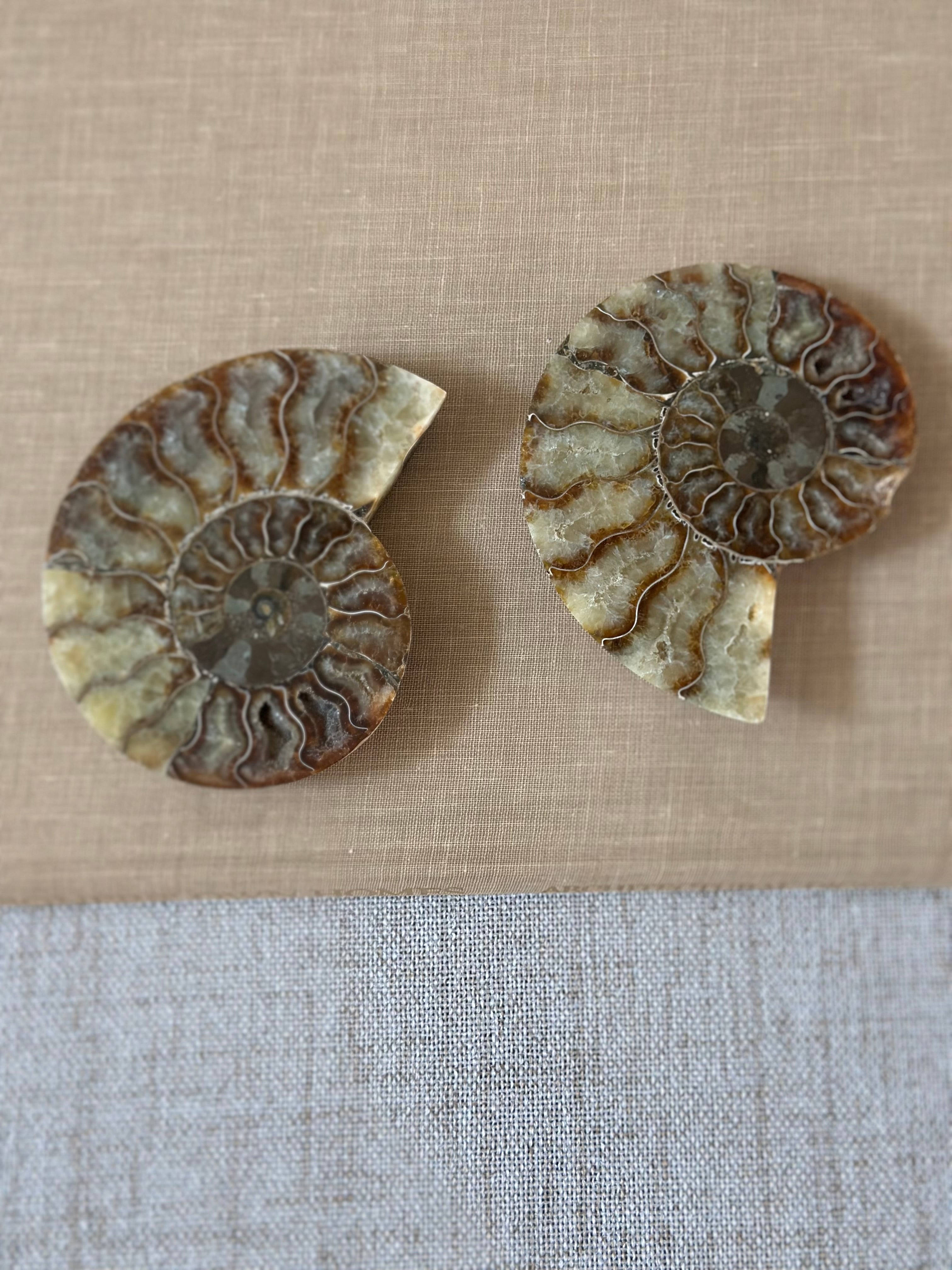 Set of Ammonite Fossils